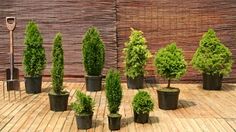 several potted trees on a wooden deck