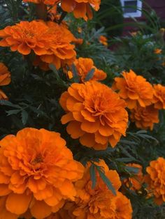 orange flowers are growing in the garden