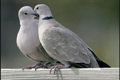 two white birds sitting on top of a wooden post