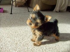 a small black and brown dog standing on top of a carpet