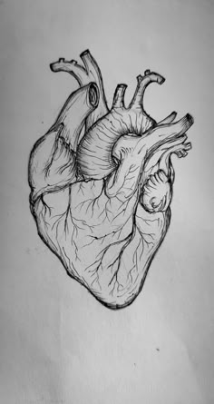 a drawing of a human heart on a white paper with black ink and pencils