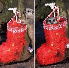 two pictures side by side of a pair of red boots with an animal inside them