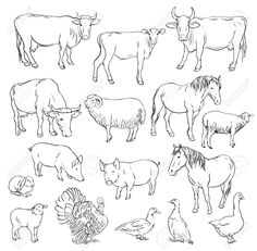 an image of farm animals set on white background stock photo and royalty illustration for your design