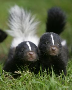 two small black and white animals in the grass