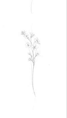 a pencil drawing of a flower on a white background