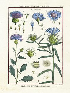 an illustration of flowers and leaves from the natural history of plants, including cornflowers