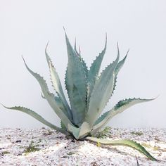 an aloei plant is growing in the snow