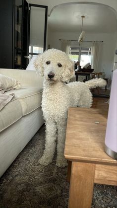 a white poodle standing in the middle of a living room