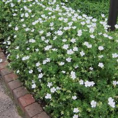 small white flowers growing in the middle of a brick garden bed next to a black post