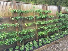 a wooden fence with many plants growing on the top and bottom, along side it