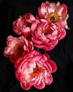 three pink flowers on a black background