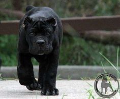 a black dog walking across a cement road