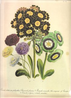 an antique print of flowers with leaves and petals on them, from the early 19th century