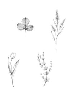 four different types of plants are shown in black and white, with one single flower on the left side