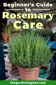 the beginner's guide to rosemary care by the gardening and gardening company