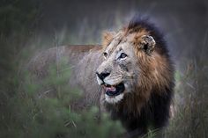 a lion walking through tall grass with its mouth open