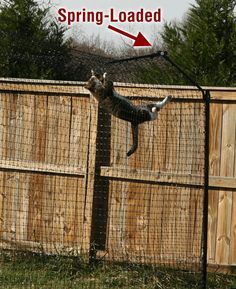 a dog jumping up into the air to catch a frisbee