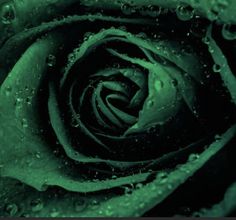 a green rose with water droplets on it