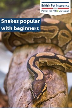 a snake on top of a rock with the caption snakes popular with beginners