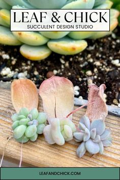 some succulents and other plants are sitting on a wooden table with the words leaf & chick