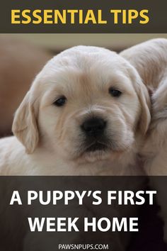 a puppy's first week home is essential