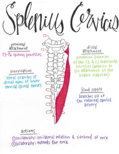 a drawing of the anatomy of a splenus cervics, with instructions for each section