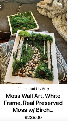 moss wall art white frame real preserved moss w / birch $ 25 00