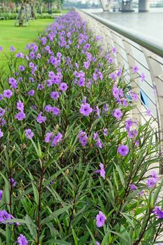 purple flowers line the side of a bridge