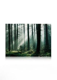 a forest filled with lots of trees and green leaves on top of the ground, surrounded by fog