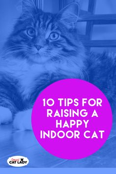 a cat laying on the floor with text overlay reading 10 tips for raising a happy indoor cat