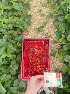 someone is picking strawberries from the bush