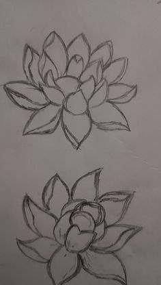 two pencil drawings of flowers on paper