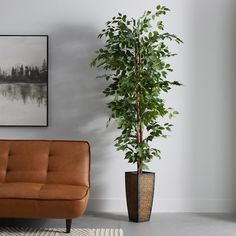 a living room with a couch and a potted plant on the floor next to it