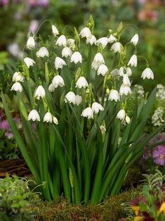 the white flowers are blooming in the garden