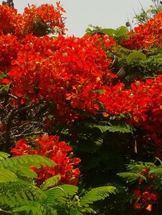 bright red flowers are growing on the trees