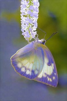 a butterfly sitting on top of a flower next to a quote that reads,'o perdo e bomb pra que pe