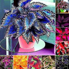 many different types of flowers are shown in this collage, including purple and red