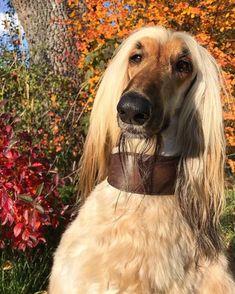 a long haired dog sitting in front of some bushes and trees with fall colored leaves