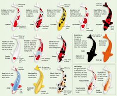 the different types of koi fish are shown in this poster, which shows their colors and