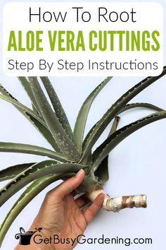 how to root an aloe vera cuttings step by step instructions for beginners