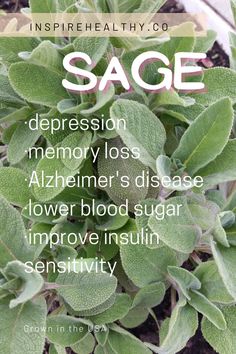 sage plant with the words sage on it and an image of green leaves in the background