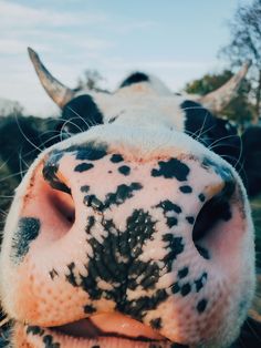 the nose of a cow with black spots on it's face and white teeth