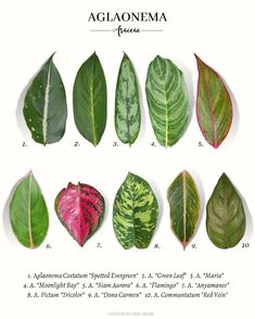 the different types of leaves are shown in this image, and there is also an explanation for