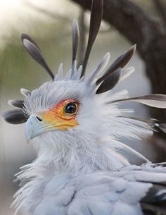 a close up of a bird with feathers on it's head