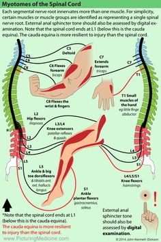 Nerve Anatomy, Physical Therapy School, Bolesti Chrbta, Basic Anatomy And Physiology, Spinal Nerve, Human Body Anatomy, Spine Health, Muscle Anatomy, Human Anatomy And Physiology