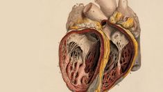 an image of the inside of a heart with blood vessels attached to it's sides