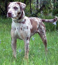 a brown and white dog standing on top of a lush green field