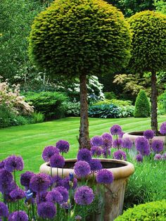 an image of a garden with purple flowers