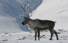 a reindeer standing in the snow looking at something