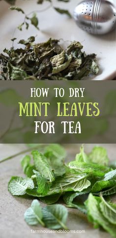 two pictures, one of dried mint leaves, and one of freshly harvested mint leaves from the herb garden Dry Mint Leaves, Peppermint Benefits, Mint Tea Recipe, Spearmint Tea, Apple Mint